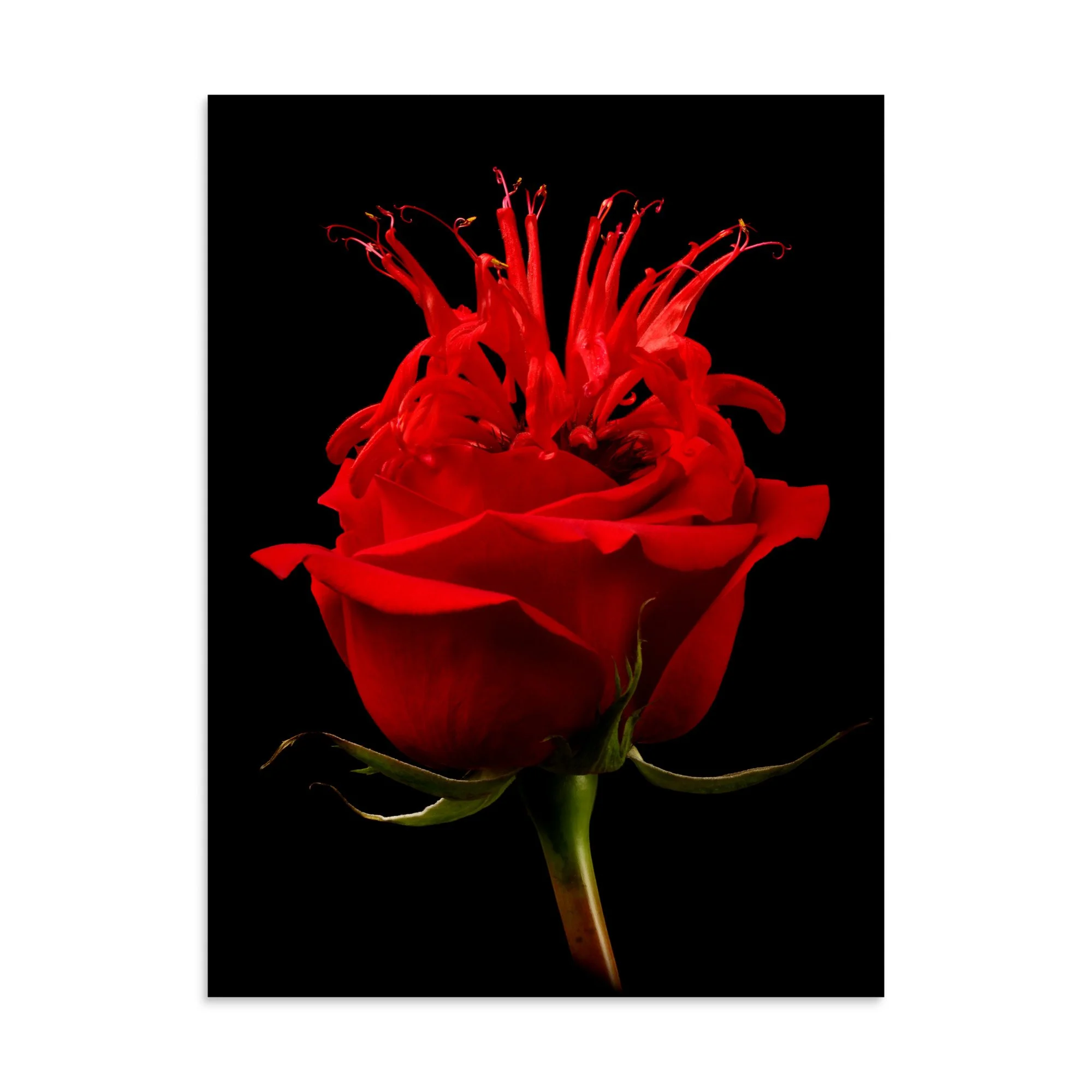 enhanced-matte-paper-poster-(in)-30x40-front-6a7a59bc55534.jpg