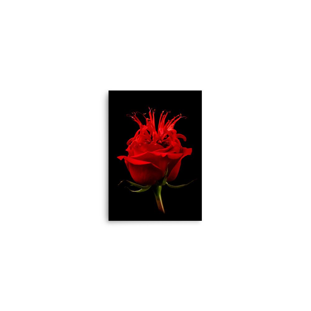 enhanced-matte-paper-poster-(in)-5x7-front-6a7a59bc55553.jpg