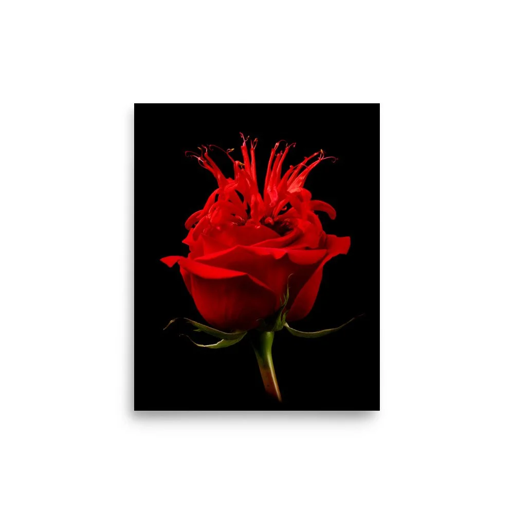 enhanced-matte-paper-poster-(in)-8x10-front-6a7a59bc55588.jpg