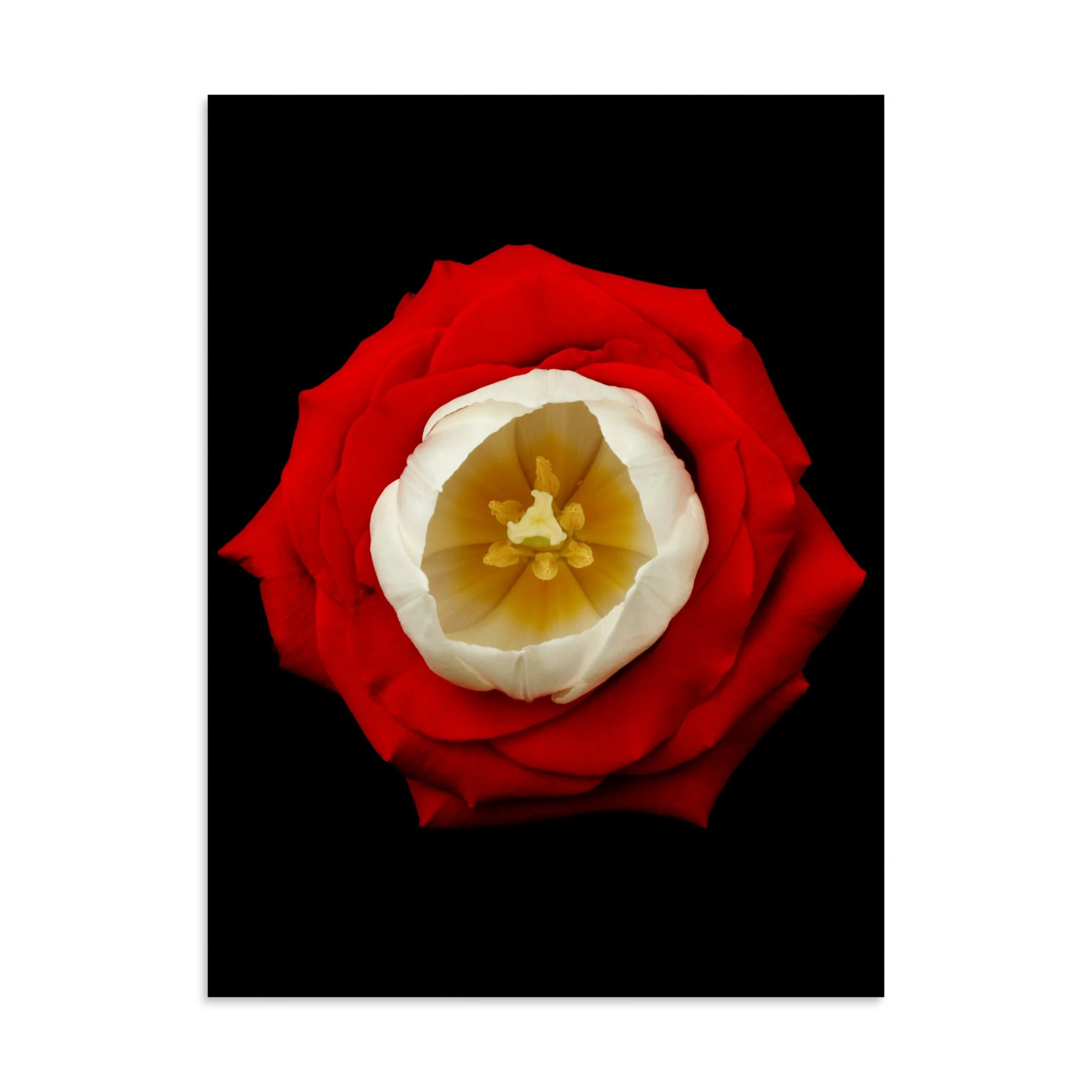 enhanced-matte-paper-poster-(in)-30x40-front-6a7b52954e916.jpg