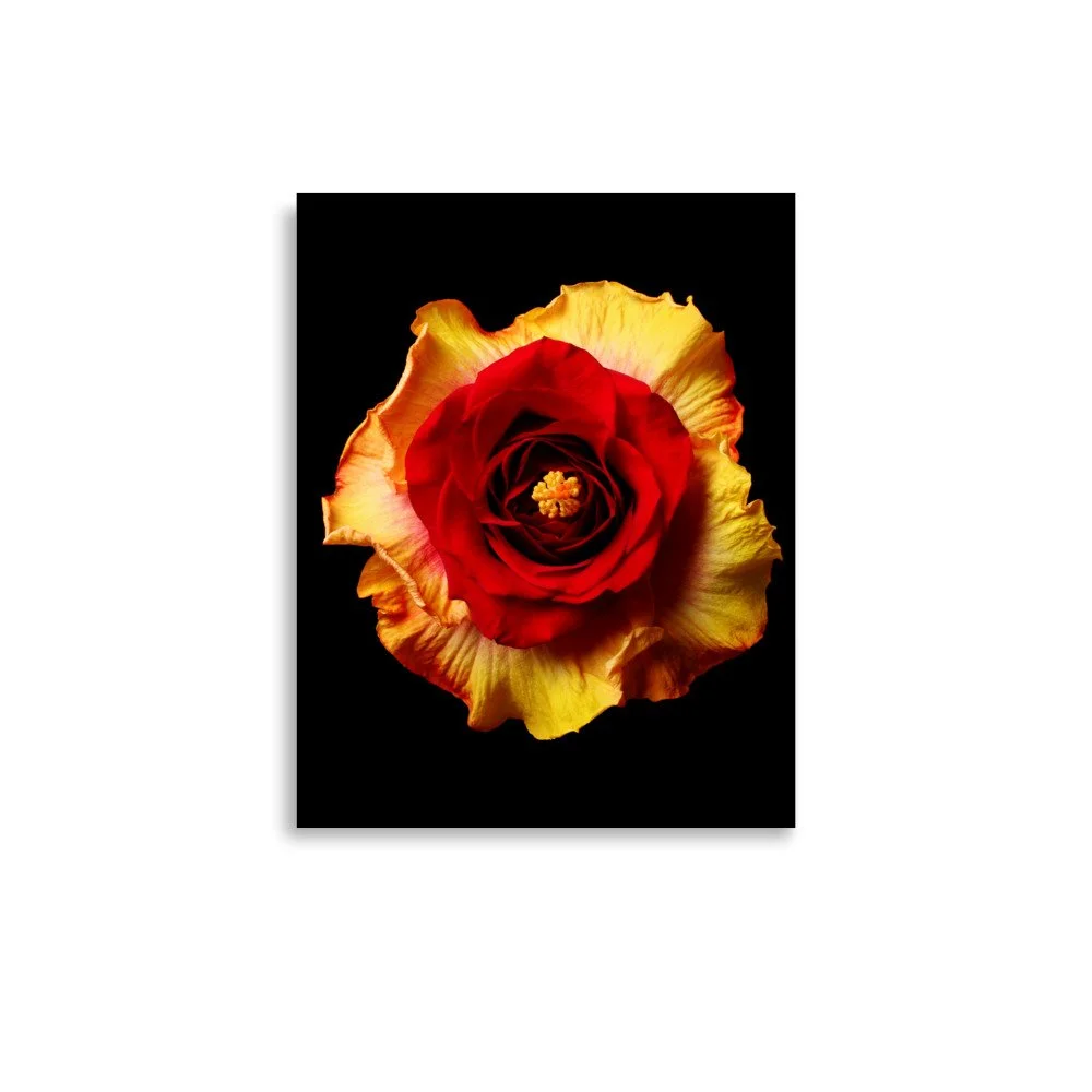enhanced-matte-paper-poster-(in)-11x14-front-6a7b638c2a7f7.jpg