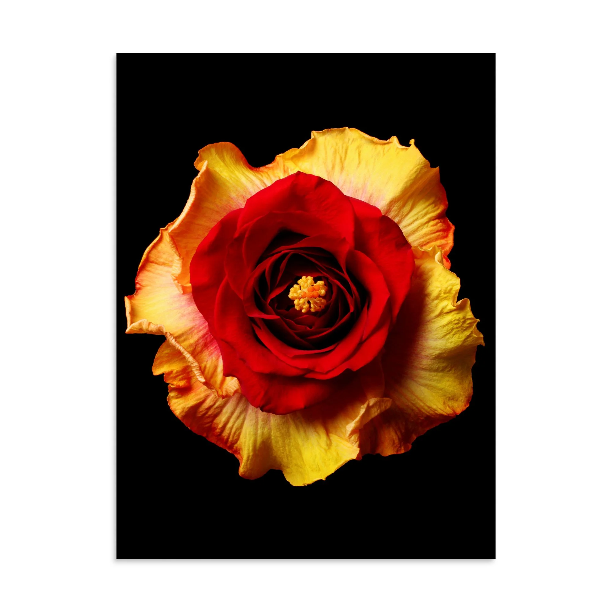 enhanced-matte-paper-poster-(in)-30x40-front-6a7b638c2a8c1.jpg