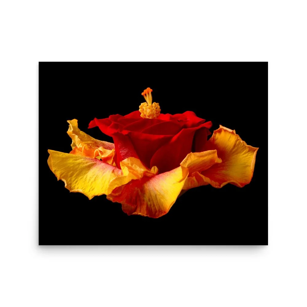enhanced-matte-paper-poster-(in)-16x20-front-6a7b6fa8c2e2d.jpg