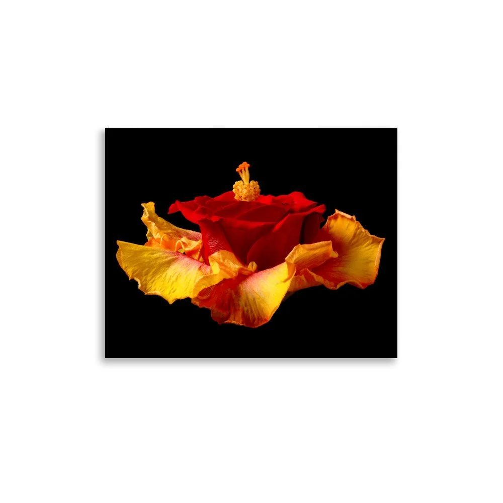 enhanced-matte-paper-poster-(in)-11x14-front-6a7b6fa8c3754.jpg
