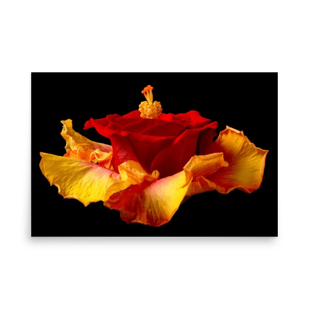 enhanced-matte-paper-poster-(in)-24x36-front-6a7b6fa8c37de.jpg