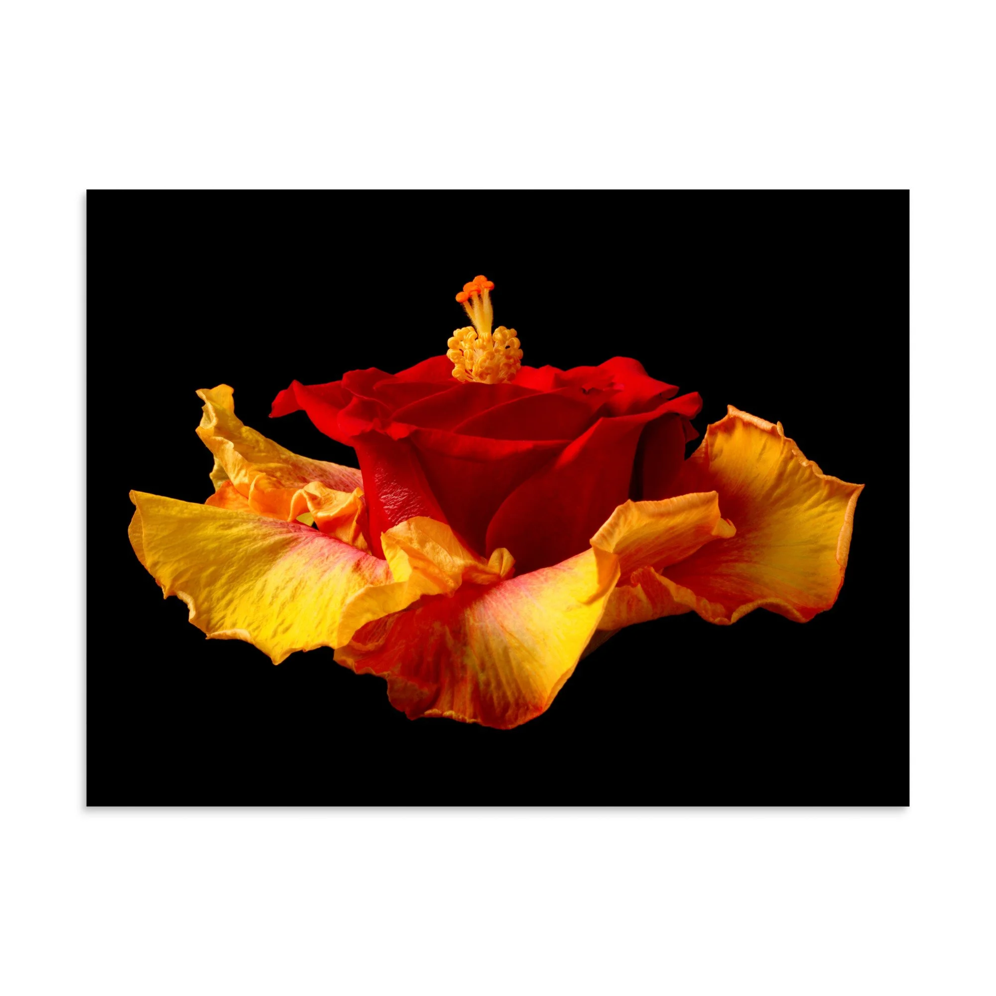 enhanced-matte-paper-poster-(in)-30x40-front-6a7b6fa8c382b.jpg