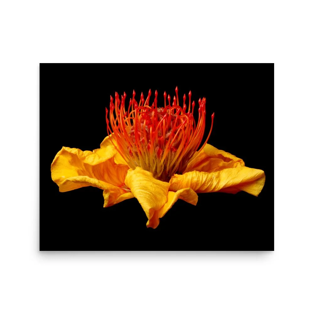 enhanced-matte-paper-poster-(in)-16x20-front-6a7b877d411bf.jpg