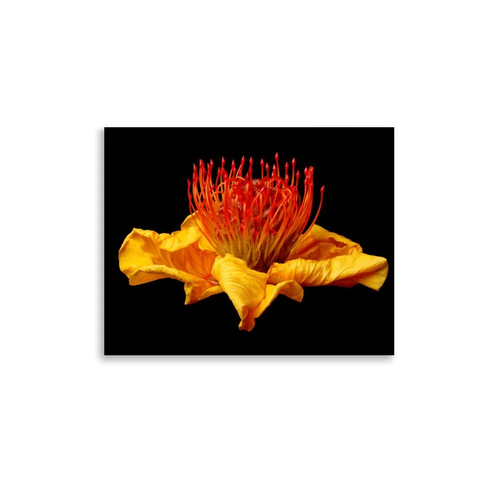 enhanced-matte-paper-poster-(in)-11x14-front-6a7b877d41ff3.jpg