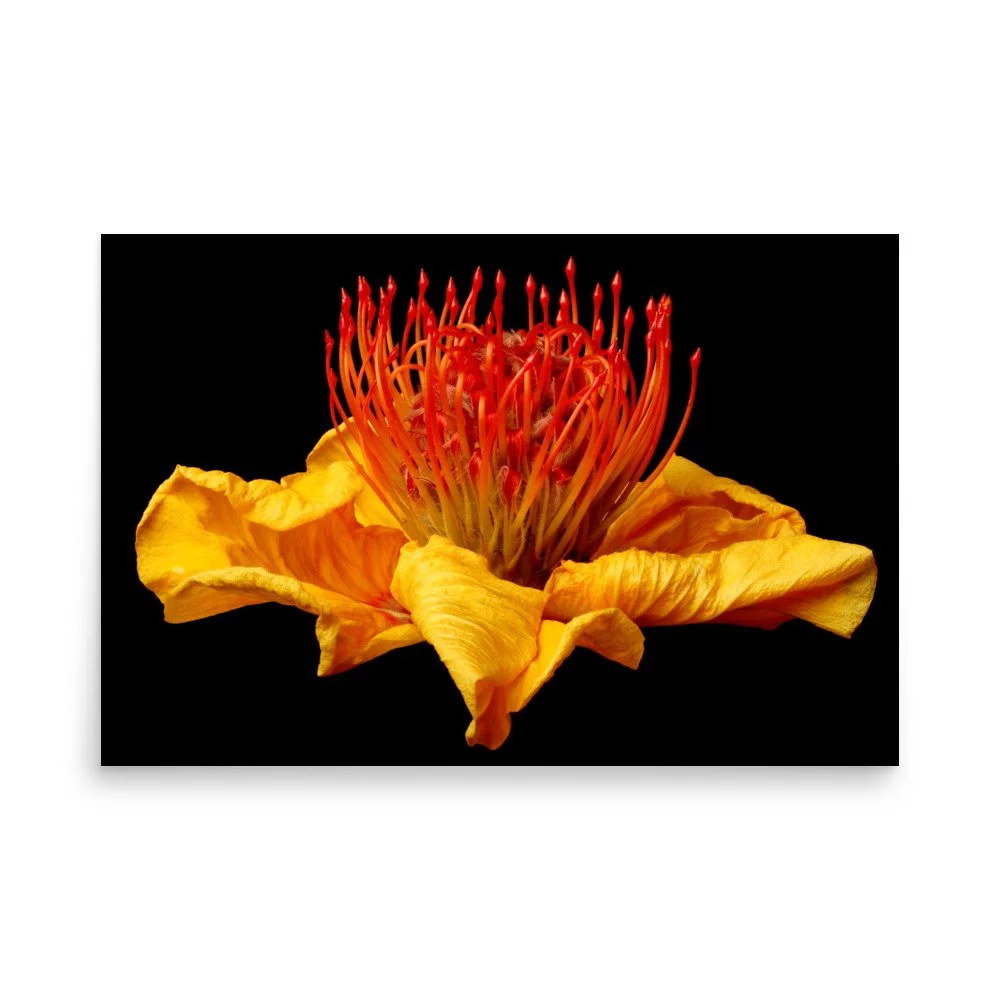 enhanced-matte-paper-poster-(in)-24x36-front-6a7b877d42085.jpg