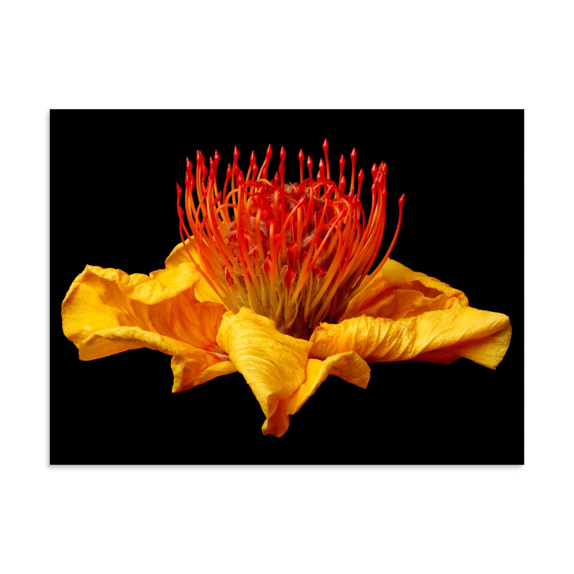 enhanced-matte-paper-poster-(in)-30x40-front-6a7b877d420cc.jpg