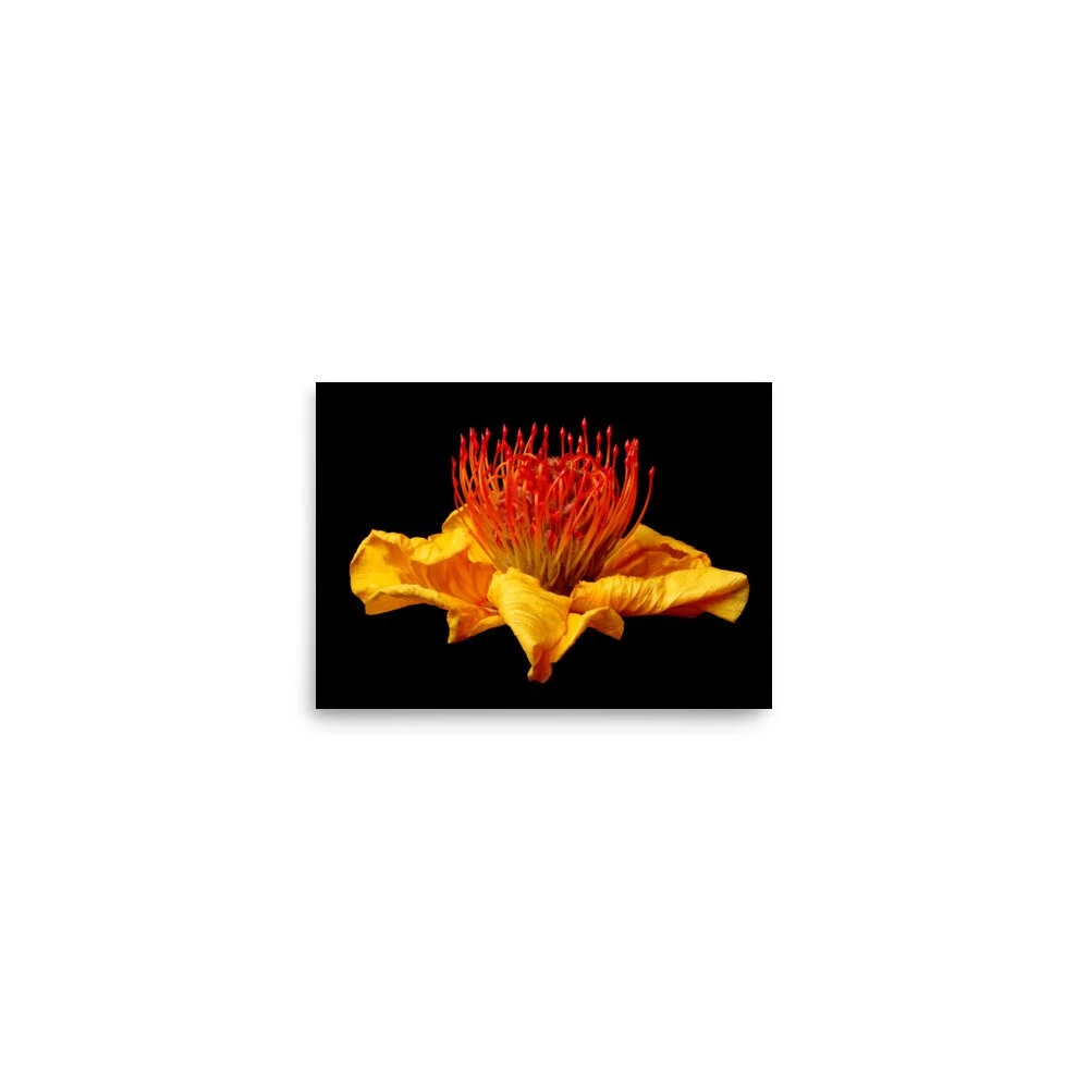 enhanced-matte-paper-poster-(in)-5x7-front-6a7b877d420ed.jpg