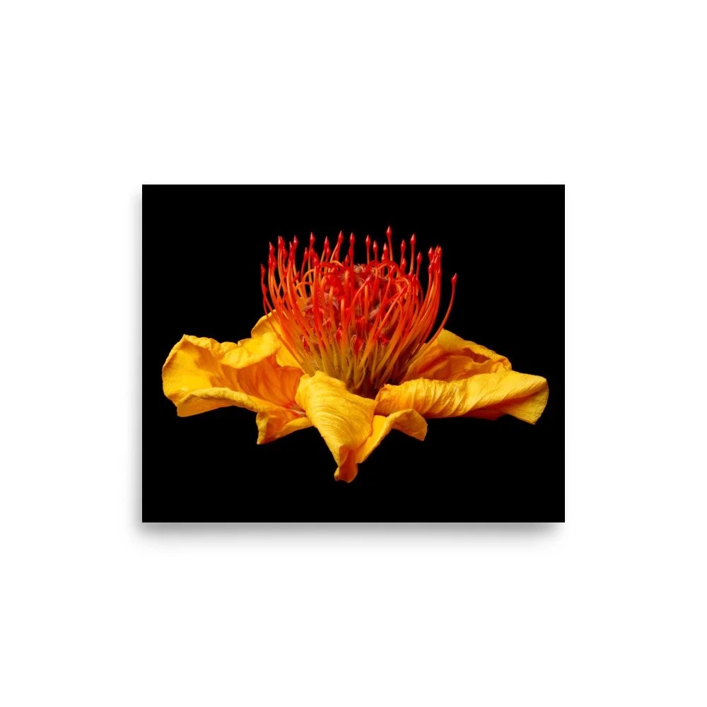 enhanced-matte-paper-poster-(in)-8x10-front-6a7b877d4212e.jpg