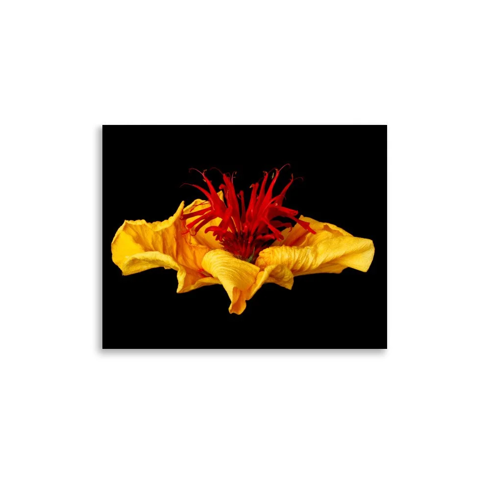 enhanced-matte-paper-poster-(in)-11x14-front-6a7e5be5a52f7.jpg