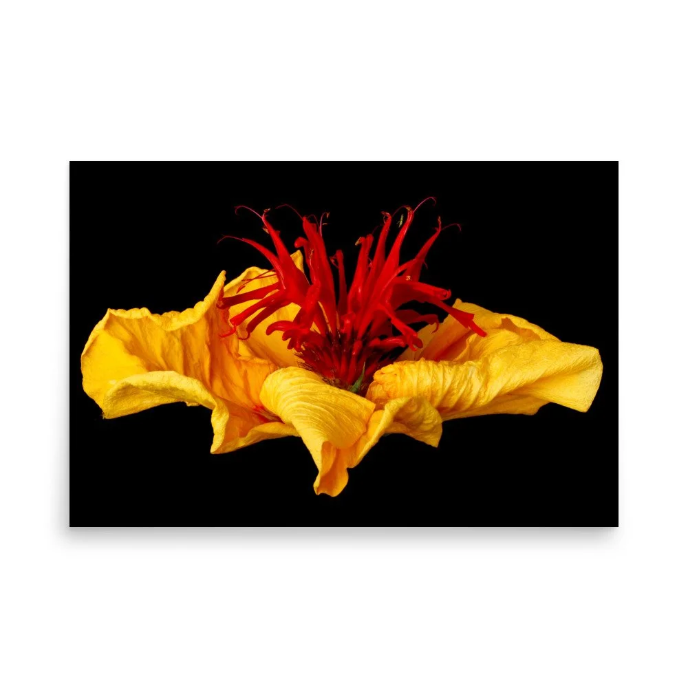 enhanced-matte-paper-poster-(in)-24x36-front-6a7e5be5a539d.jpg