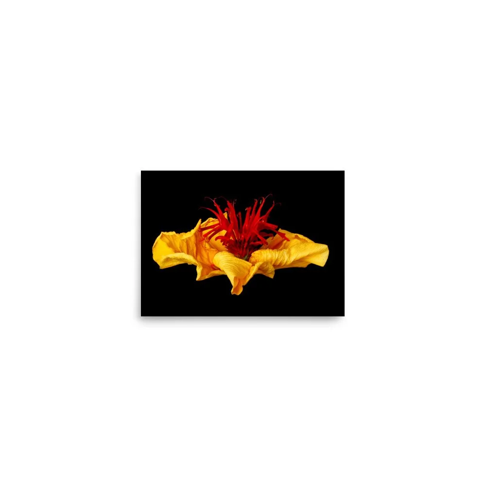 enhanced-matte-paper-poster-(in)-5x7-front-6a7e5be5a5407.jpg
