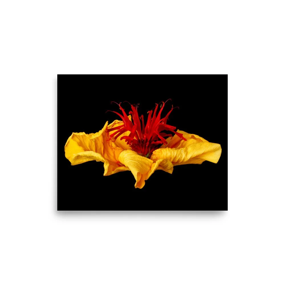 enhanced-matte-paper-poster-(in)-8x10-front-6a7e5be5a5449.jpg