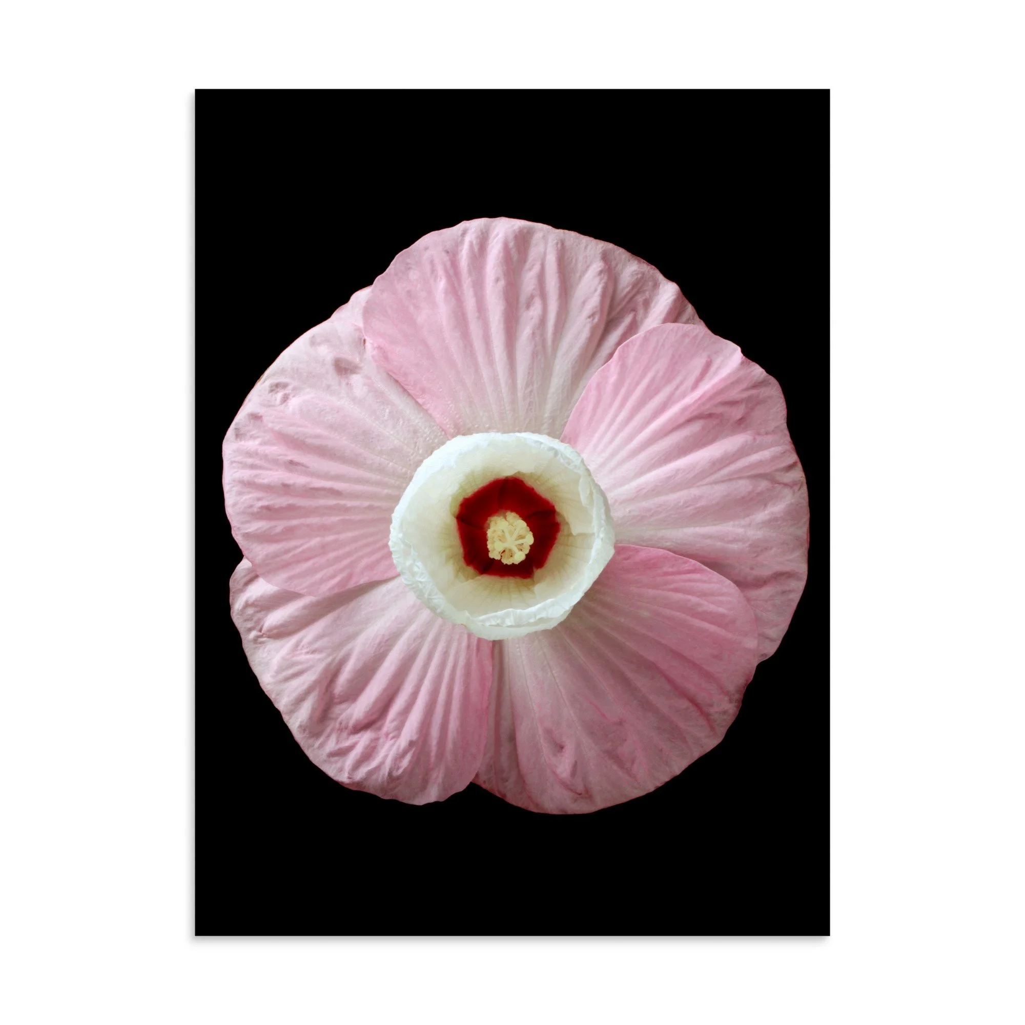 enhanced-matte-paper-poster-(in)-30x40-front-6a7e61860ca5a.jpg