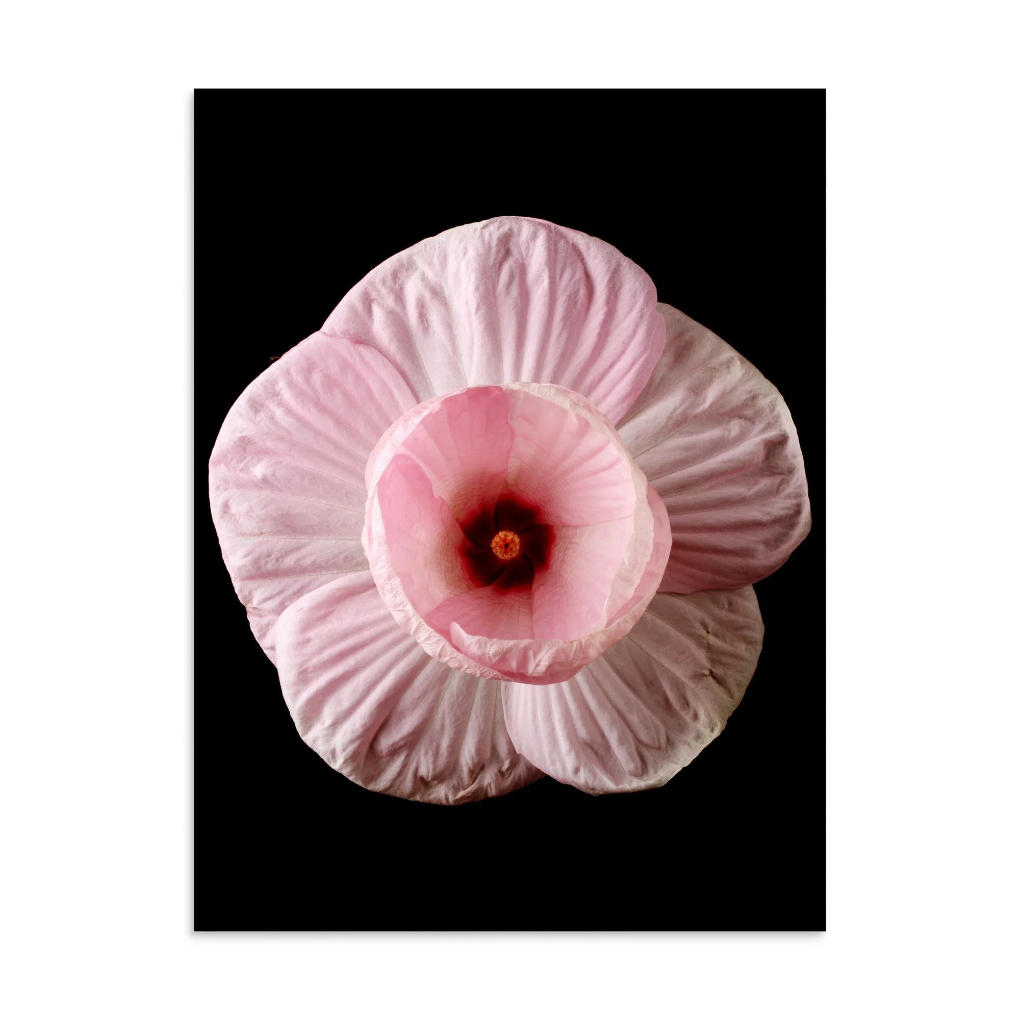 enhanced-matte-paper-poster-(in)-30x40-front-6a7f45776bb04.jpg
