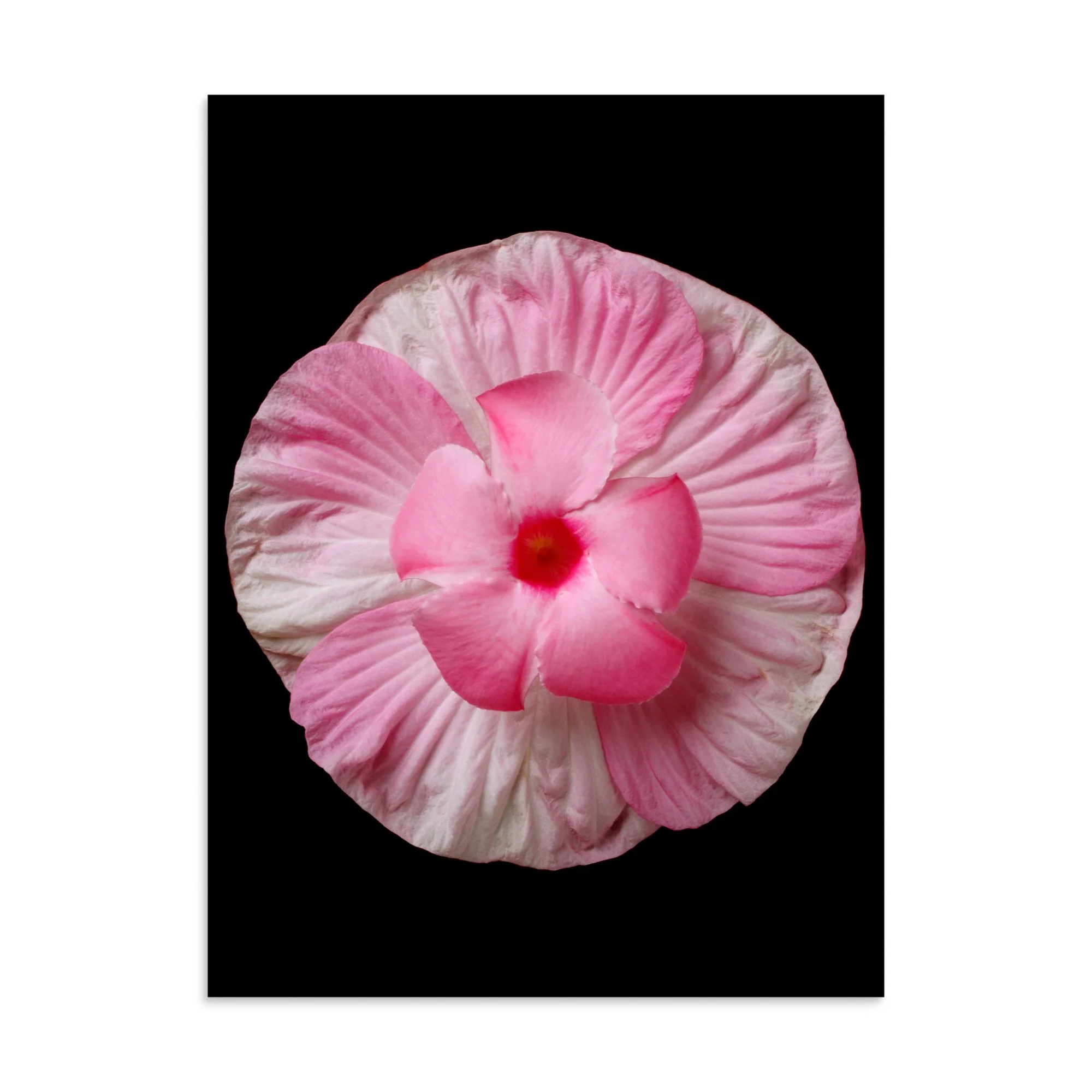 enhanced-matte-paper-poster-(in)-30x40-front-6a7f537587b4a.jpg