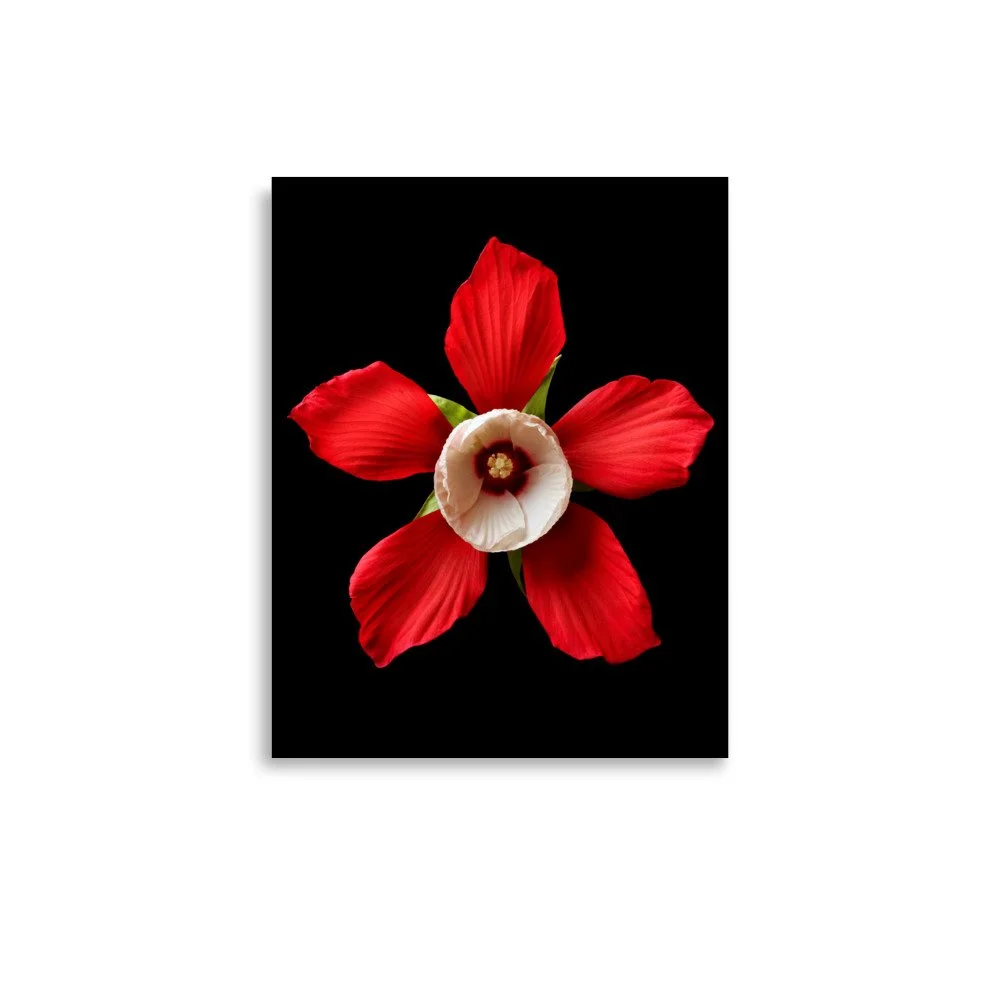 enhanced-matte-paper-poster-(in)-11x14-front-6a7f5c0c5da53.jpg