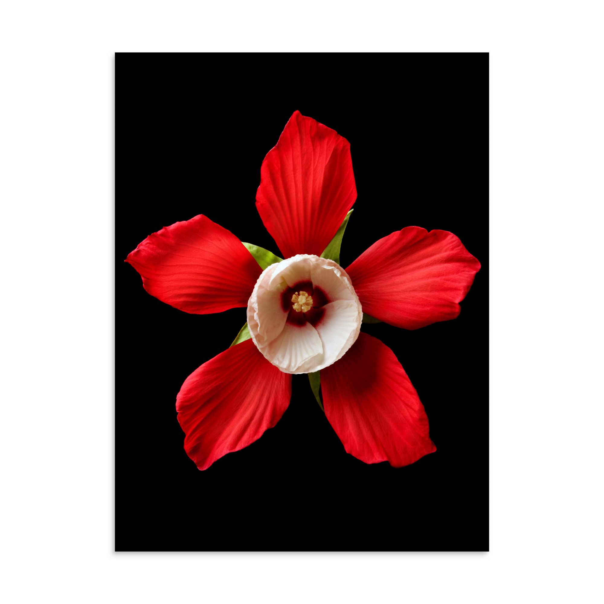 enhanced-matte-paper-poster-(in)-30x40-front-6a7f5c0c5daf9.jpg