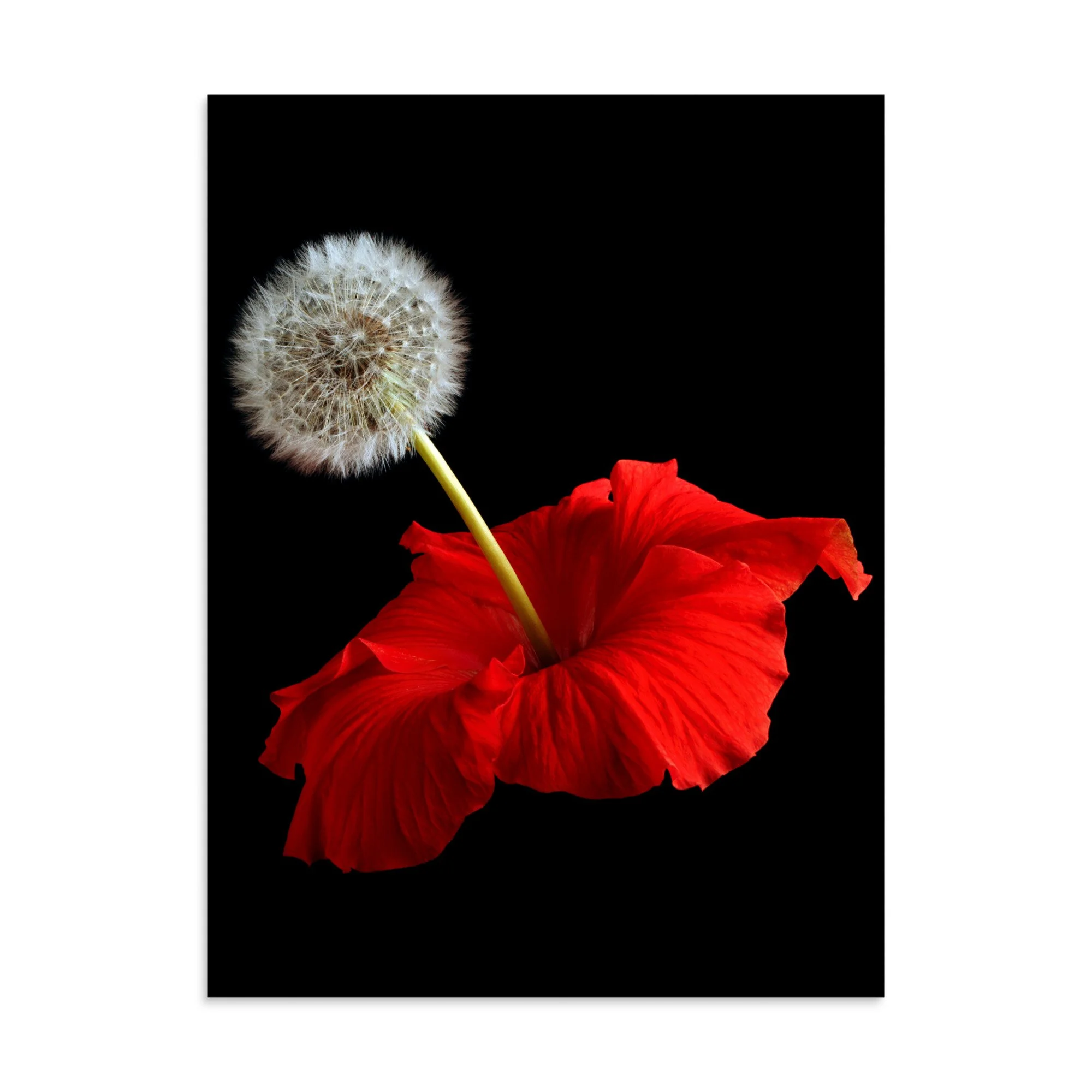 enhanced-matte-paper-poster-(in)-30x40-front-6a7f6041b322c.jpg