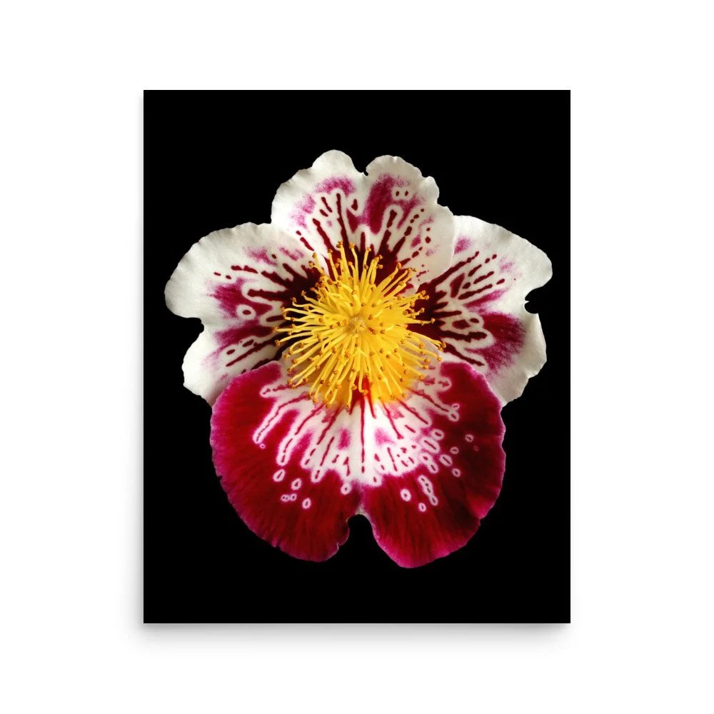 enhanced-matte-paper-poster-(in)-16x20-front-6a7f9ccc60f71.jpg