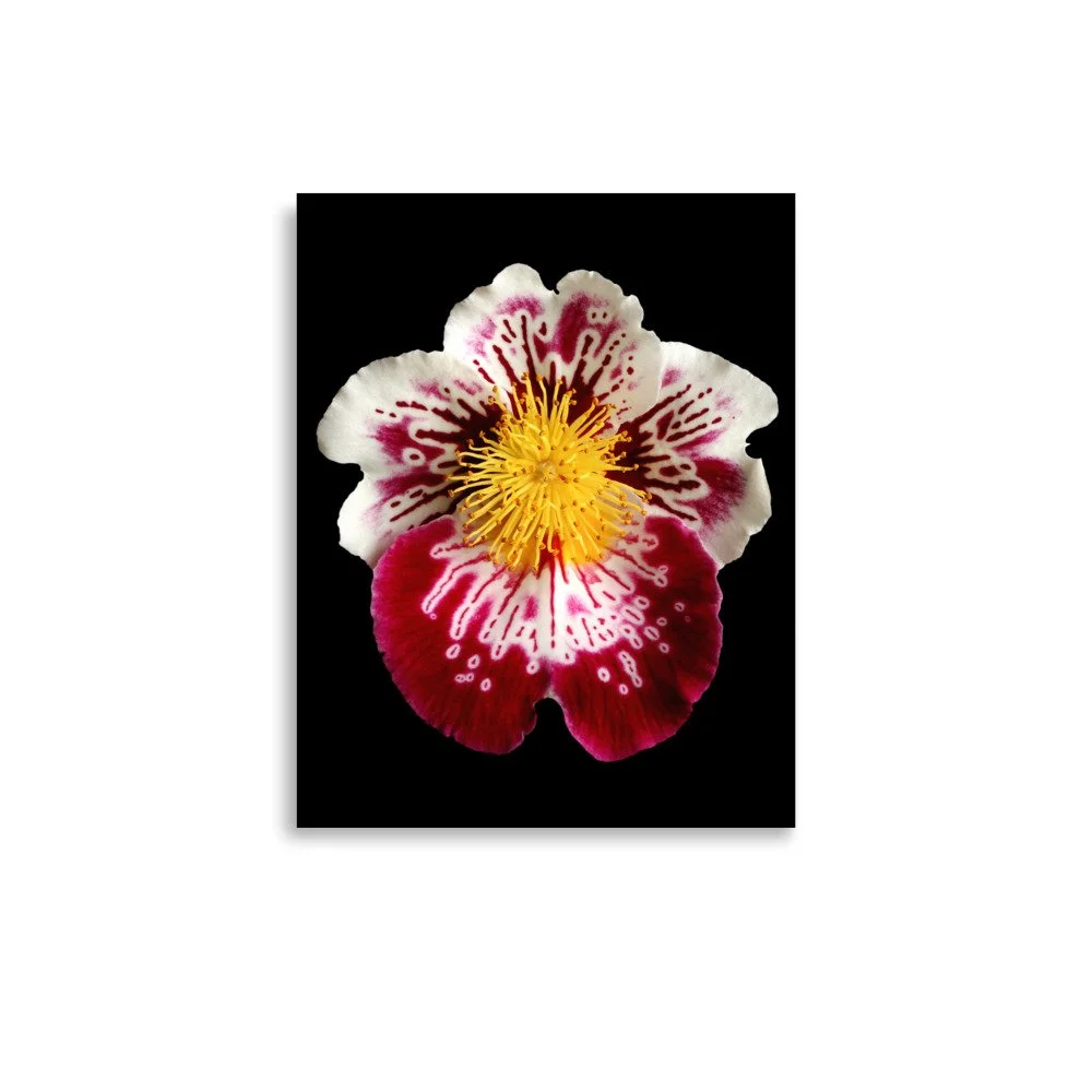 enhanced-matte-paper-poster-(in)-11x14-front-6a7f9ccc617a3.jpg
