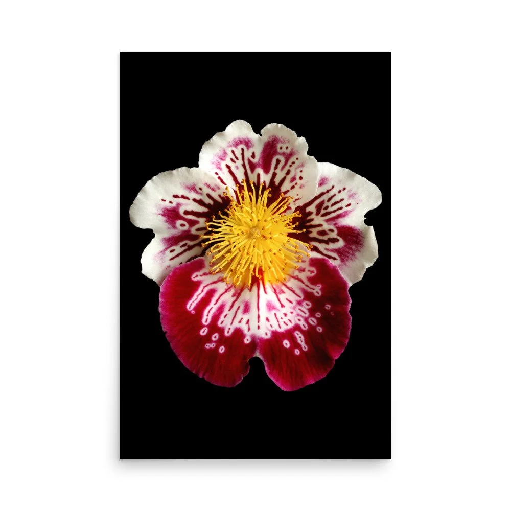 enhanced-matte-paper-poster-(in)-24x36-front-6a7f9ccc61825.jpg
