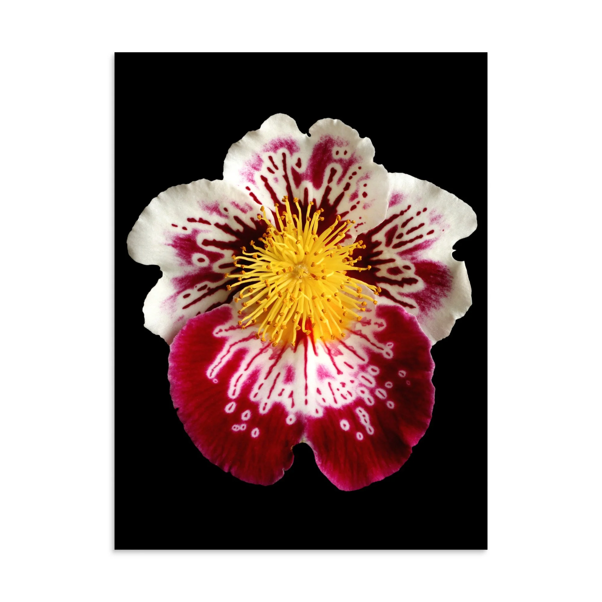 enhanced-matte-paper-poster-(in)-30x40-front-6a7f9ccc6186b.jpg