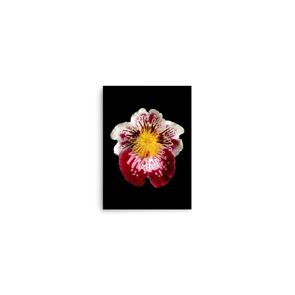 enhanced-matte-paper-poster-(in)-5x7-front-6a7f9ccc6188a.jpg