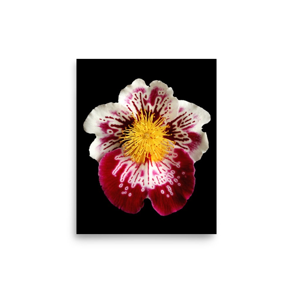 enhanced-matte-paper-poster-(in)-8x10-front-6a7f9ccc618c0.jpg