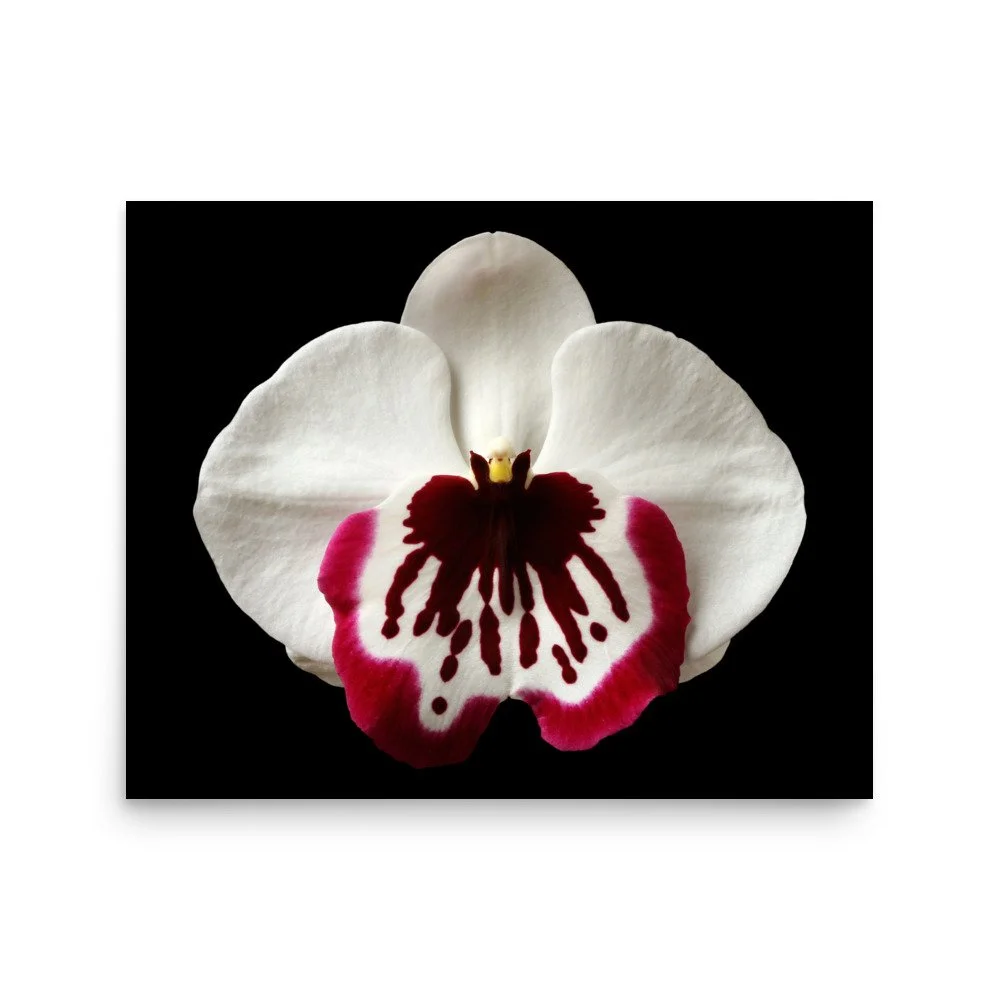 enhanced-matte-paper-poster-(in)-16x20-front-6a7fa10ed7507.jpg