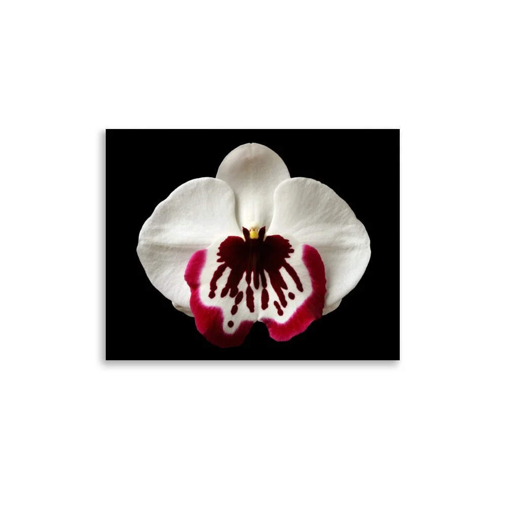 enhanced-matte-paper-poster-(in)-11x14-front-6a7fa10ed80e4.jpg