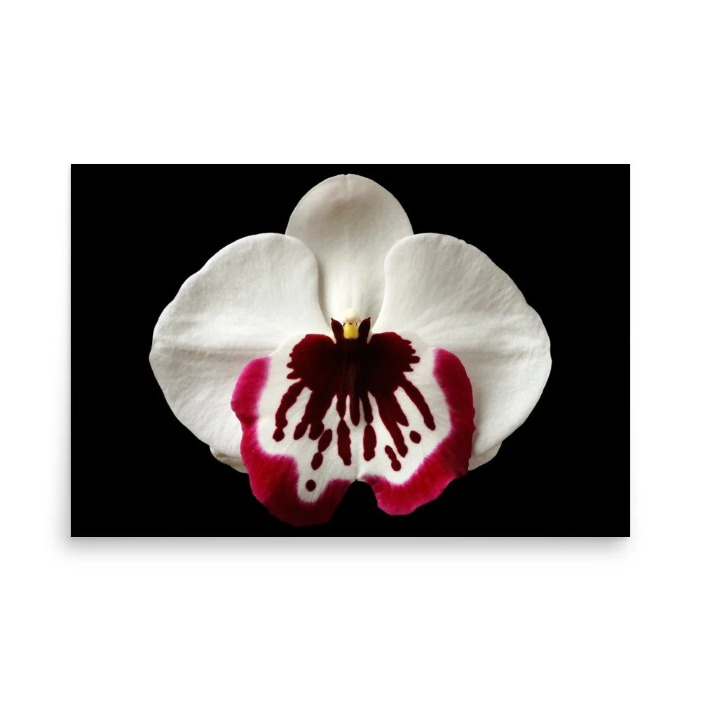 enhanced-matte-paper-poster-(in)-24x36-front-6a7fa10ed816b.jpg