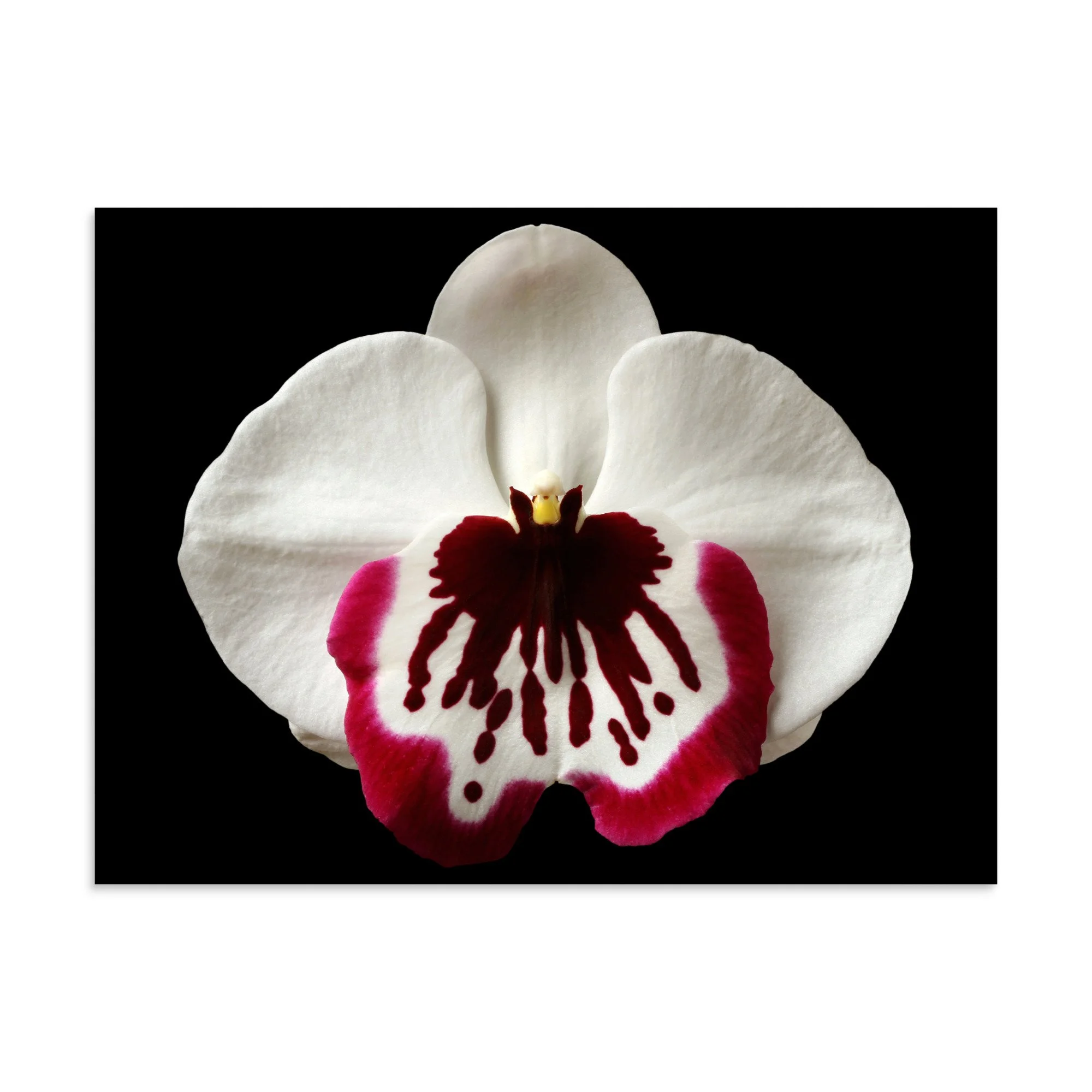 enhanced-matte-paper-poster-(in)-30x40-front-6a7fa10ed81b0.jpg