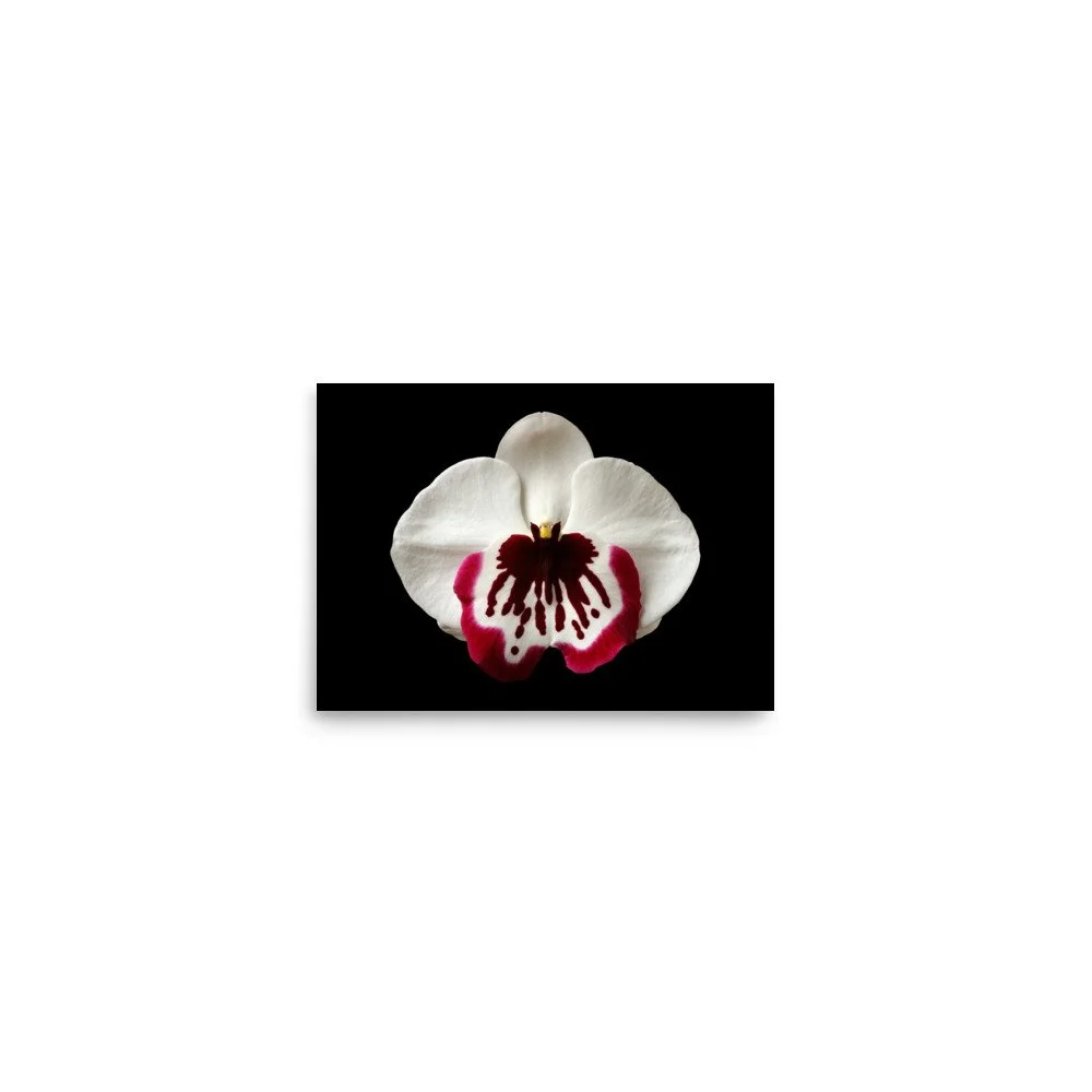 enhanced-matte-paper-poster-(in)-5x7-front-6a7fa10ed81cd.jpg