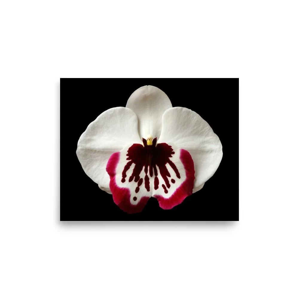 enhanced-matte-paper-poster-(in)-8x10-front-6a7fa10ed8204.jpg