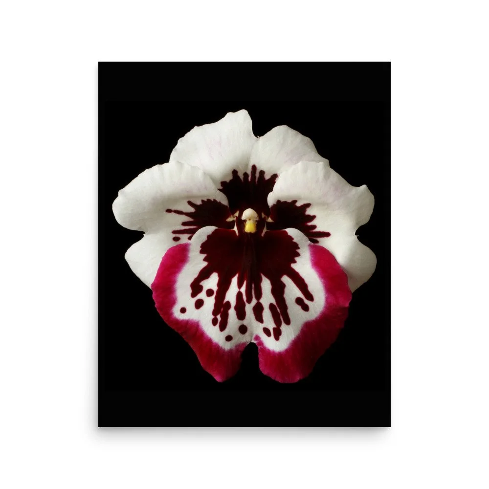 enhanced-matte-paper-poster-(in)-16x20-front-6a7ff0f7a51e7.jpg