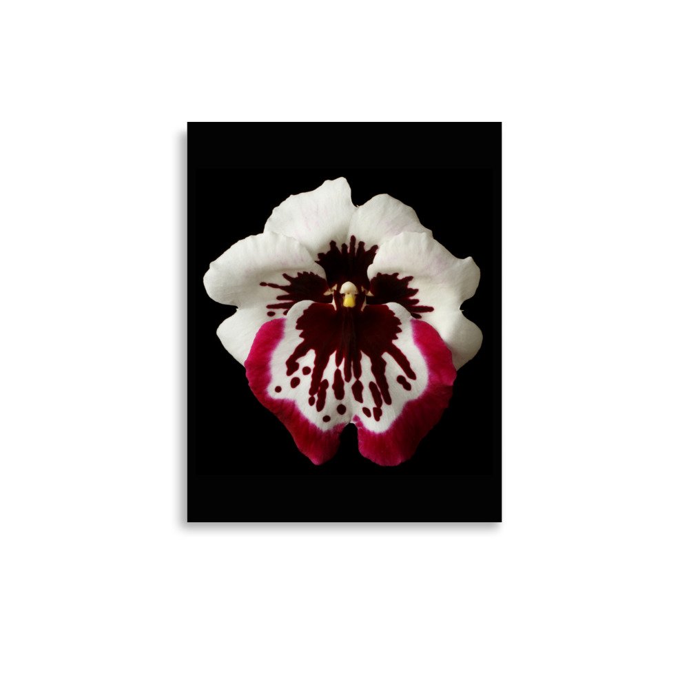 enhanced-matte-paper-poster-(in)-11x14-front-6a7ff0f7a5bbe.jpg