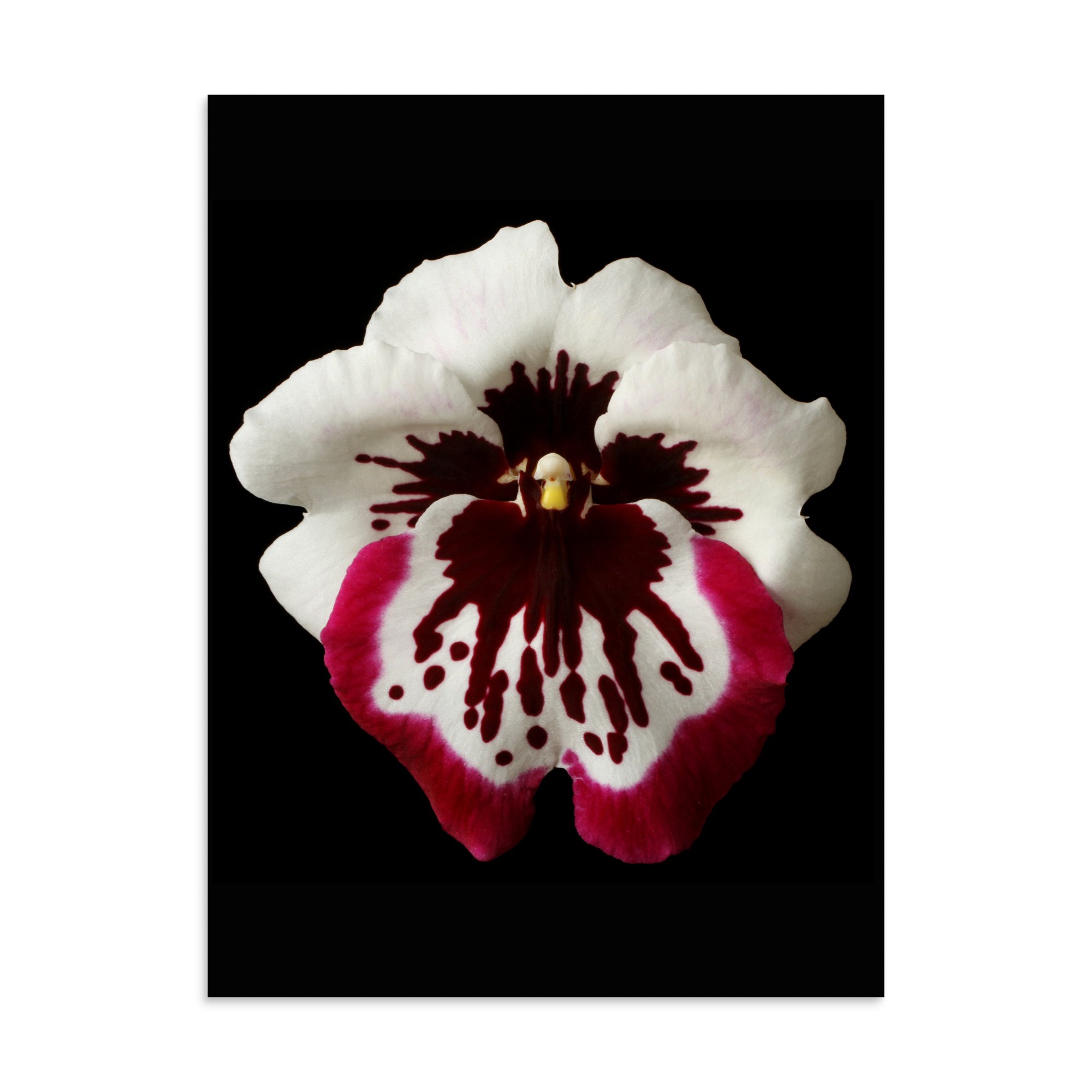 enhanced-matte-paper-poster-(in)-30x40-front-6a7ff0f7a5c89.jpg