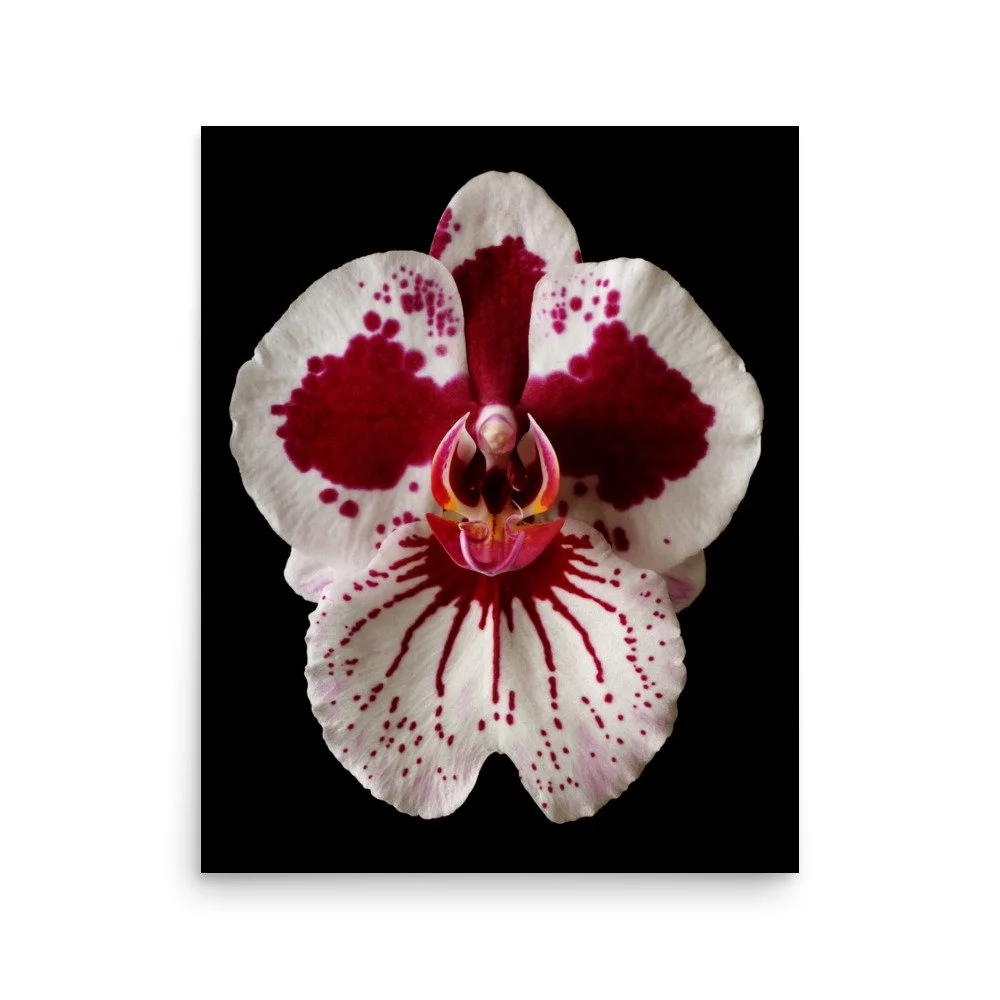 enhanced-matte-paper-poster-(in)-16x20-front-6a80439749129.jpg