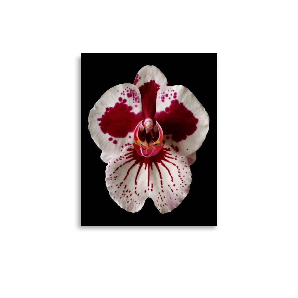 enhanced-matte-paper-poster-(in)-11x14-front-6a804397499a7.jpg