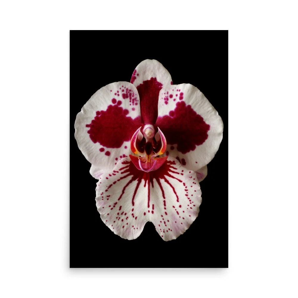 enhanced-matte-paper-poster-(in)-24x36-front-6a80439749a28.jpg