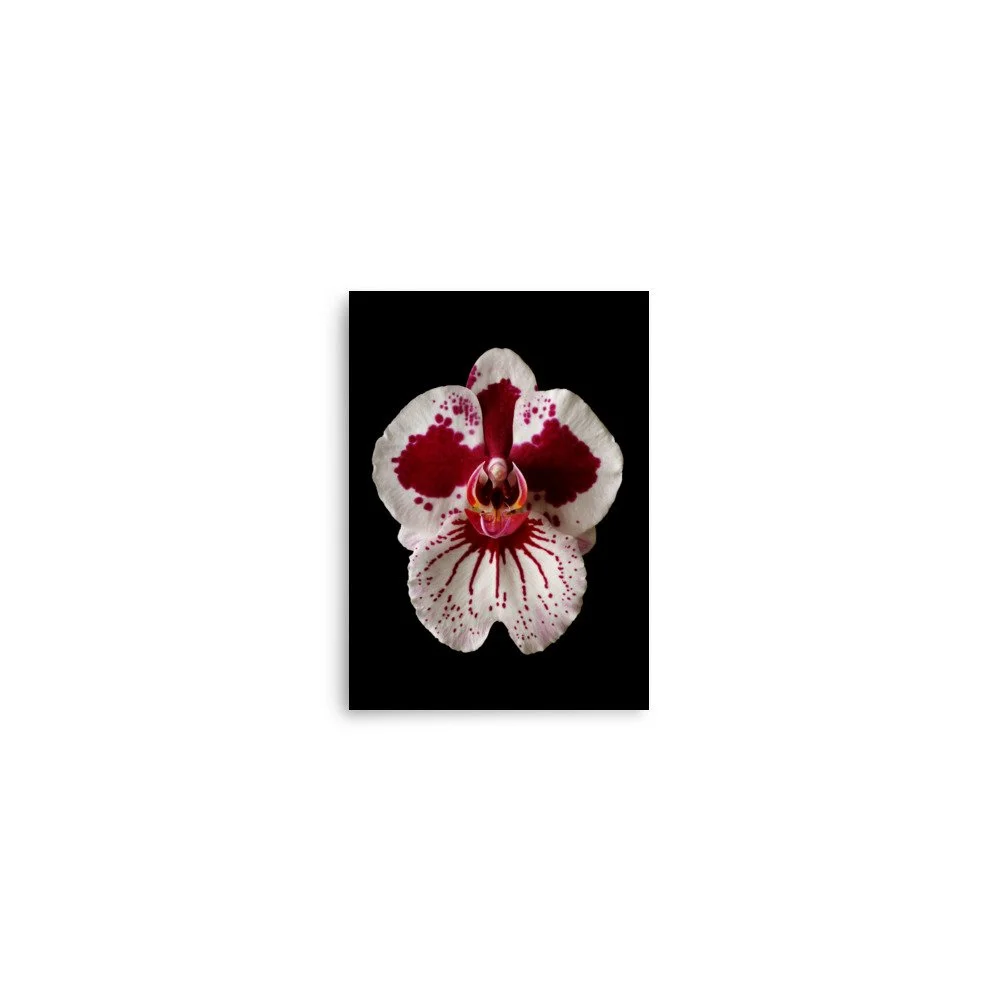 enhanced-matte-paper-poster-(in)-5x7-front-6a80439749a8b.jpg
