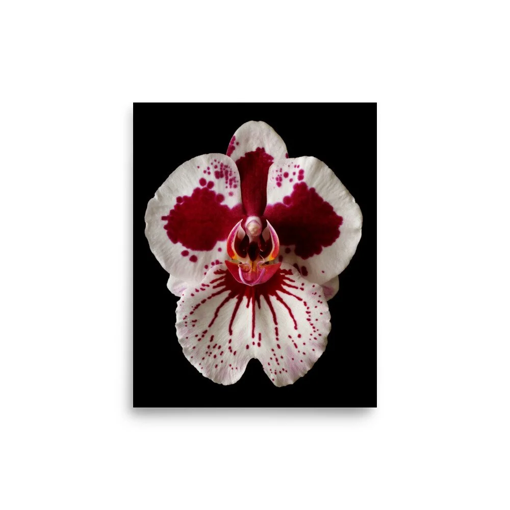 enhanced-matte-paper-poster-(in)-8x10-front-6a80439749ac8.jpg