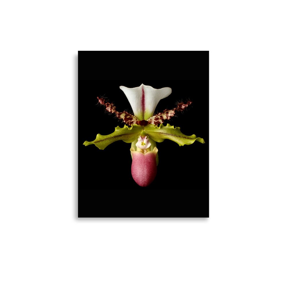 enhanced-matte-paper-poster-(in)-11x14-front-6a8072ff11551.jpg