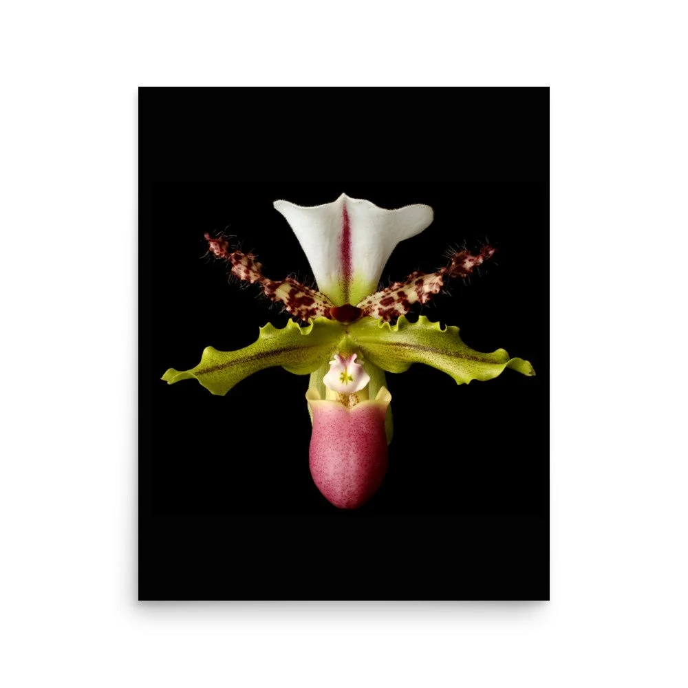 enhanced-matte-paper-poster-(in)-16x20-front-6a8072ff115ab.jpg