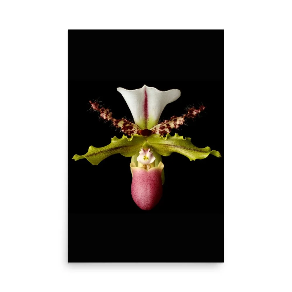 enhanced-matte-paper-poster-(in)-24x36-front-6a8072ff115ef.jpg