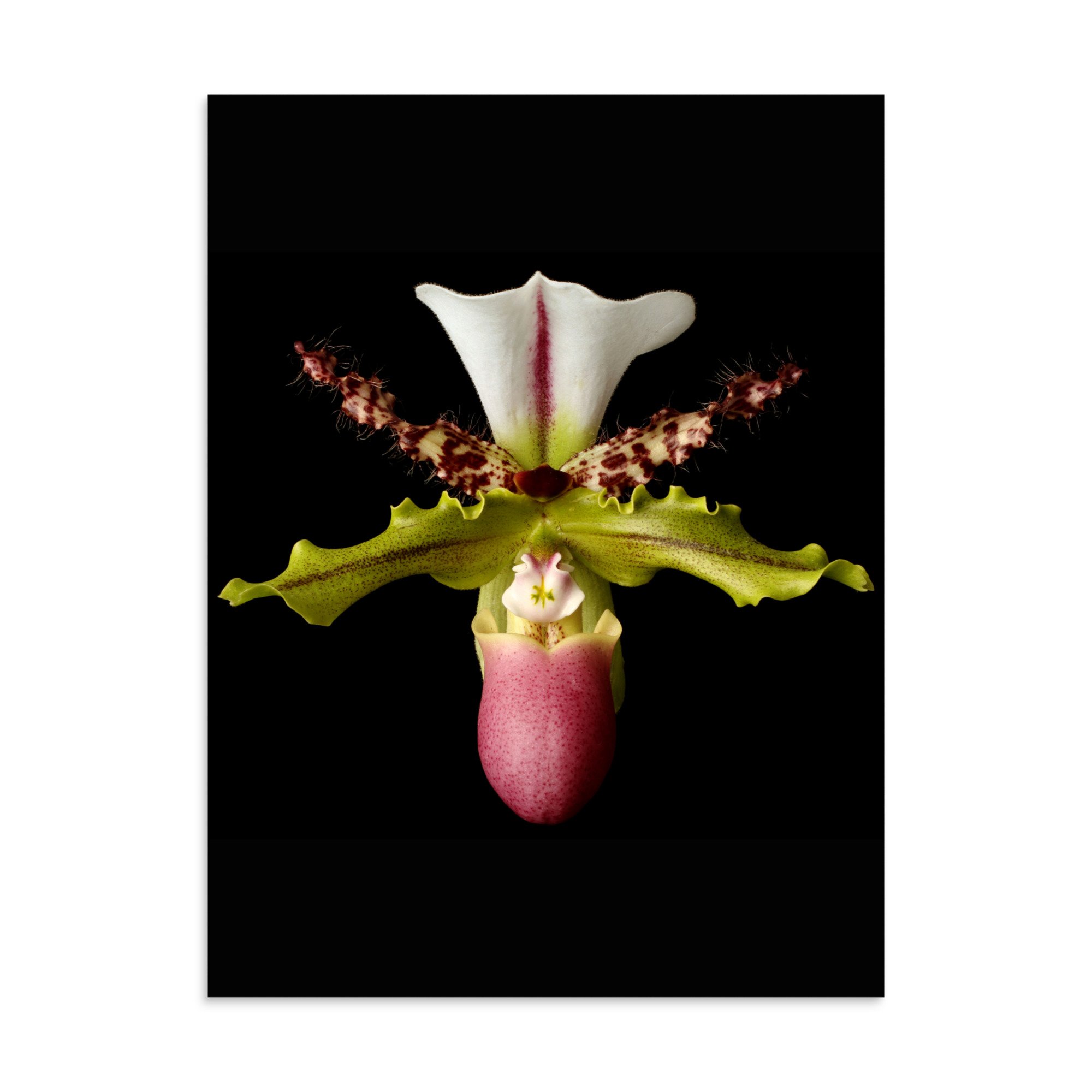 enhanced-matte-paper-poster-(in)-30x40-front-6a8072ff1163c.jpg